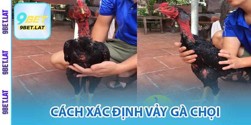 Vảy Gà Chọi Là Gì? Bí Quyết Nhận Diện Chuẩn Xác Cho Tân Thủ 3 Cách xác định vảy gà chọi
