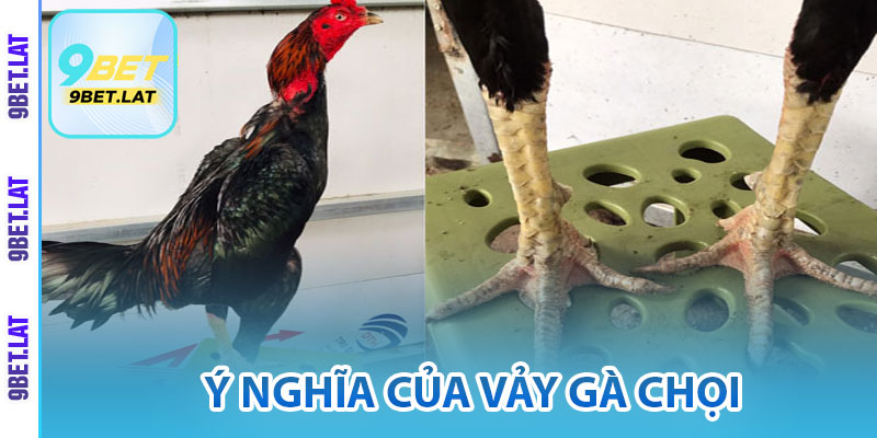 Vảy Gà Chọi Là Gì? Bí Quyết Nhận Diện Chuẩn Xác Cho Tân Thủ 4 Ý nghĩa của vảy gà chọi